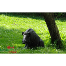 Natur Foam WILD BOAR - SITTING